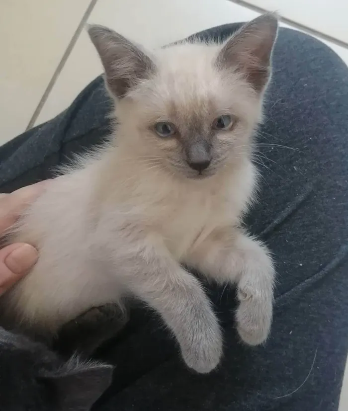 Gato ra a SRD idade 2 a 6 meses nome Juma Marruá 