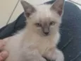 Juma Marruá