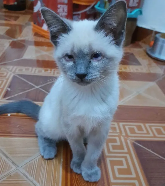 Gato ra a SRD idade 2 a 6 meses nome Juma Marruá 