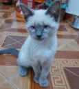 Juma Marruá