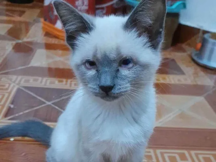 Gato ra a SRD idade 2 a 6 meses nome Juma Marruá 