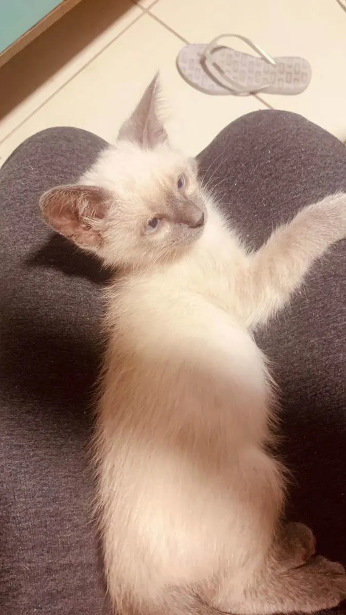 Gato ra a SRD idade 2 a 6 meses nome Juma Marruá 