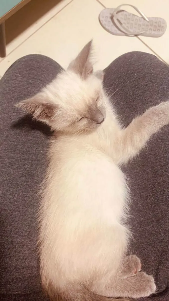 Gato ra a SRD idade 2 a 6 meses nome Juma Marruá 