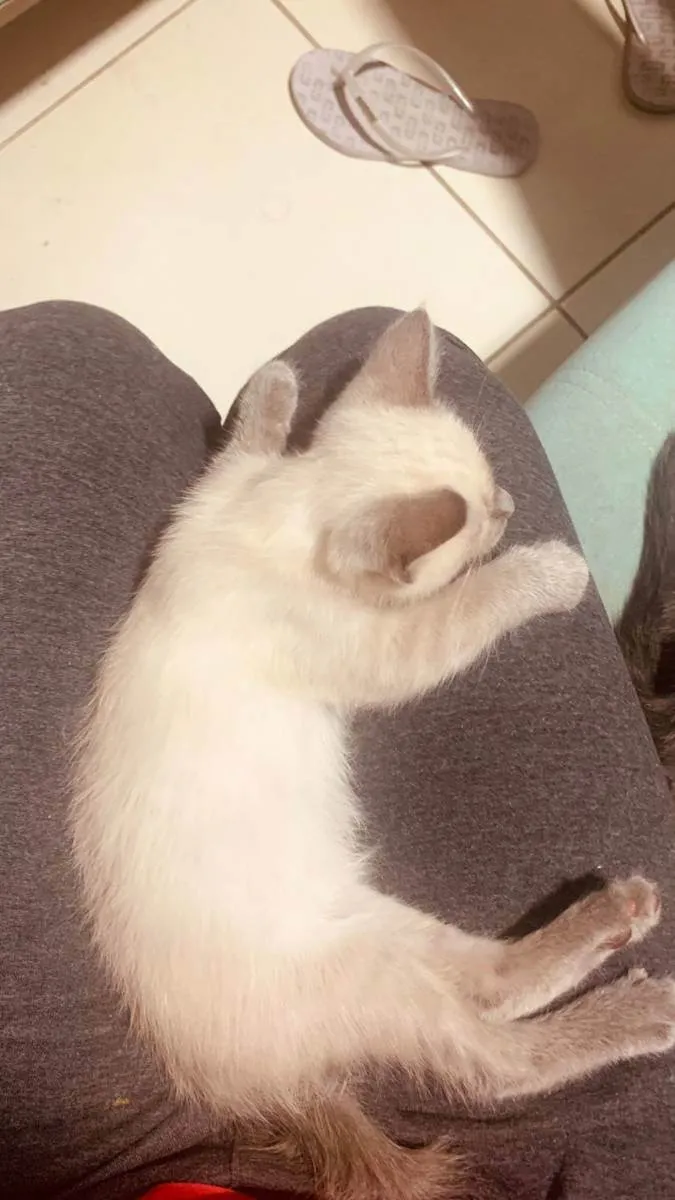 Gato ra a SRD idade 2 a 6 meses nome Juma Marruá 