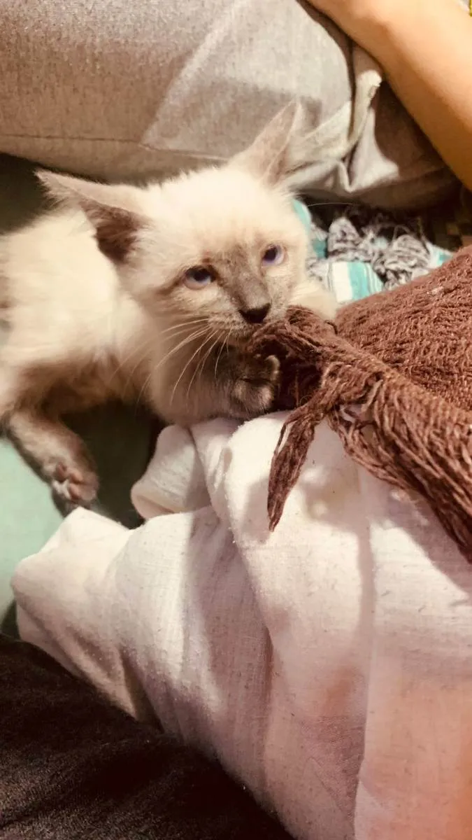 Gato ra a SRD idade 2 a 6 meses nome Juma Marruá 