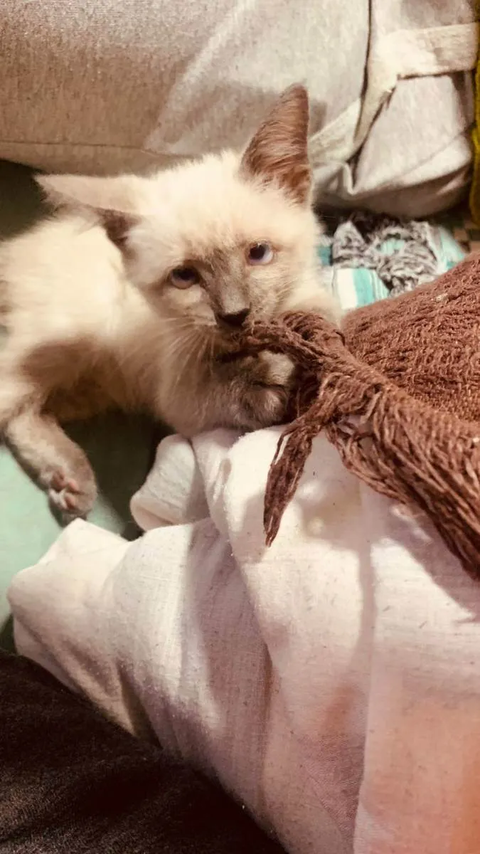 Gato ra a SRD idade 2 a 6 meses nome Juma Marruá 
