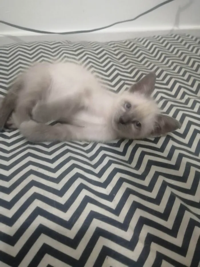 Gato ra a SRD idade 2 a 6 meses nome Juma Marruá 