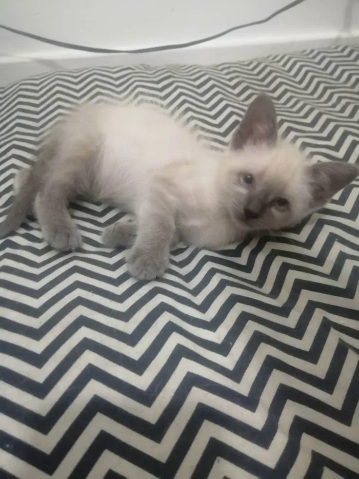 Gato ra a SRD idade 2 a 6 meses nome Juma Marruá 