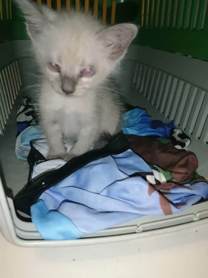 Gato ra a SRD idade 2 a 6 meses nome Juma Marruá 