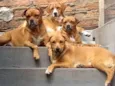 Luki ,Léia,blegui e