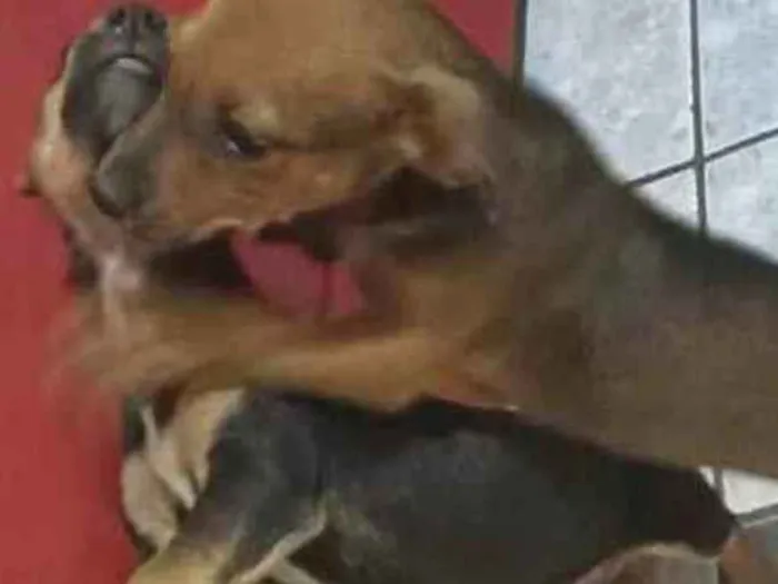 Cachorro ra a Vira lata idade 2 a 6 meses nome Joãozinho e cleitinh