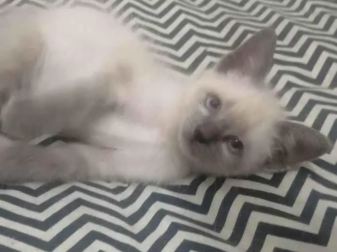 Gato ra a SRD idade 2 a 6 meses nome Juma Marruá 