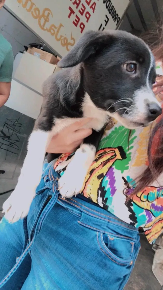 Cachorro ra a Mistura  idade 2 a 6 meses nome Stiorra