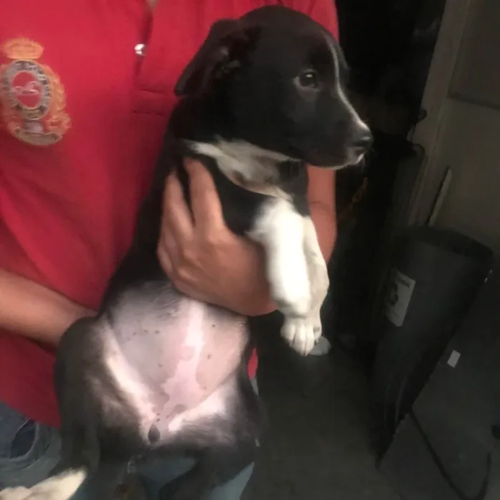 Cachorro ra a Mistura  idade 2 a 6 meses nome Stiorra