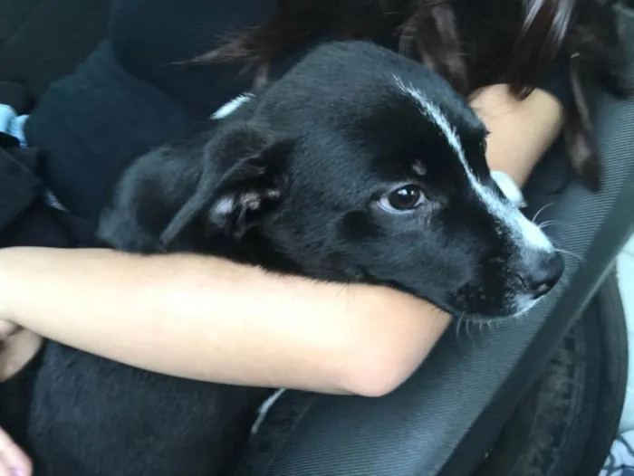 Cachorro ra a Mistura  idade 2 a 6 meses nome Stiorra