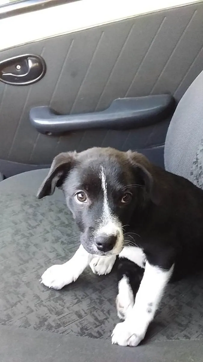 Cachorro ra a Mistura  idade 2 a 6 meses nome Stiorra