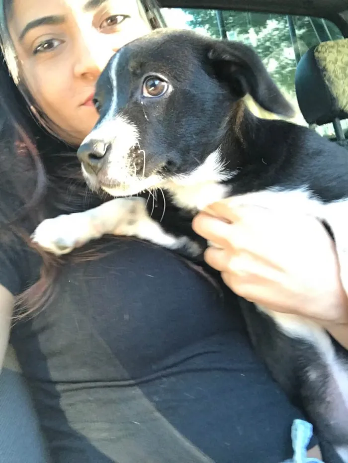 Cachorro ra a Mistura  idade 2 a 6 meses nome Stiorra