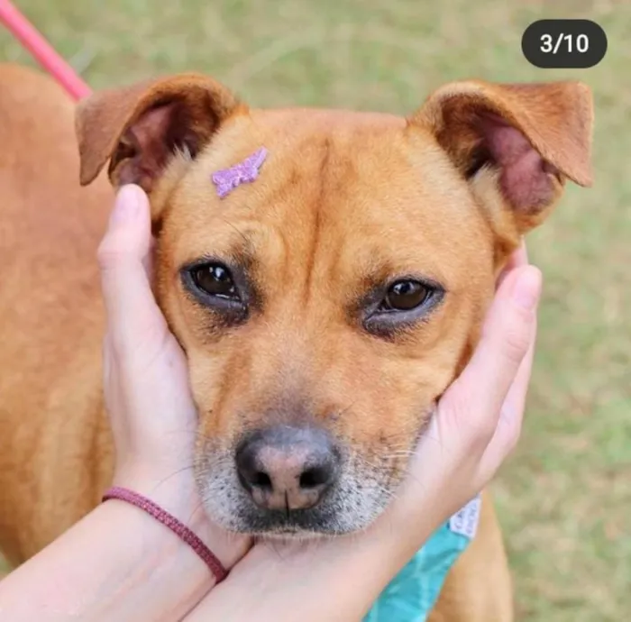 Cachorro raça  idade 3 anos nome Thais 