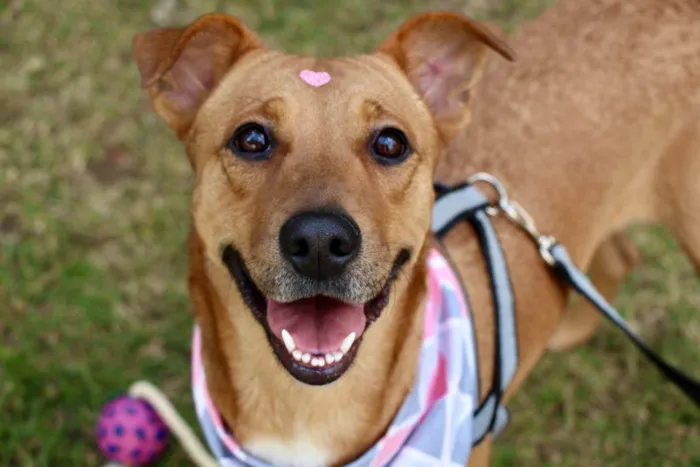 Cachorro raça  idade 2 anos nome Meredith