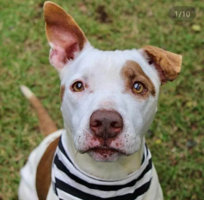 Cachorro raça Pit bul idade 4 anos nome Boris 