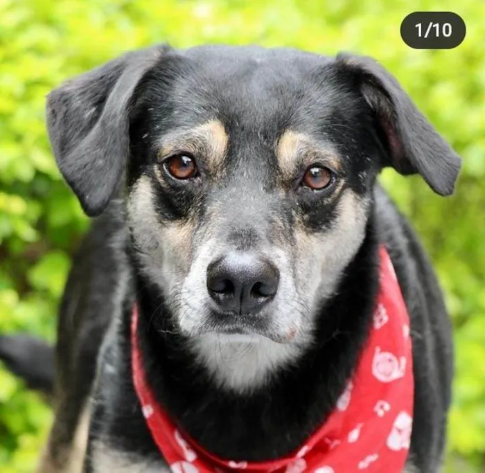 Cachorro raça  idade 4 anos nome Elvis 