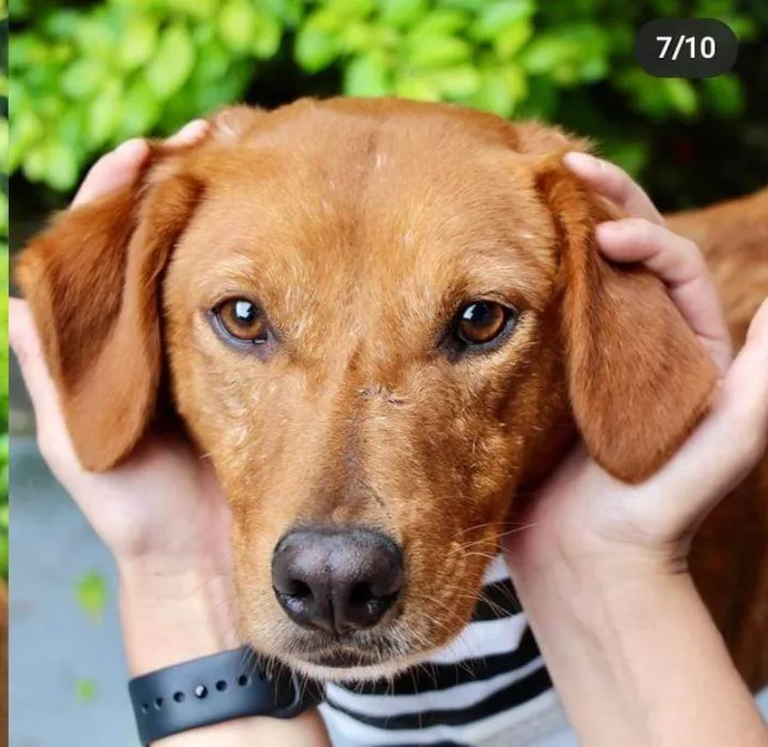 Cachorro raça  idade 3 anos nome Ed