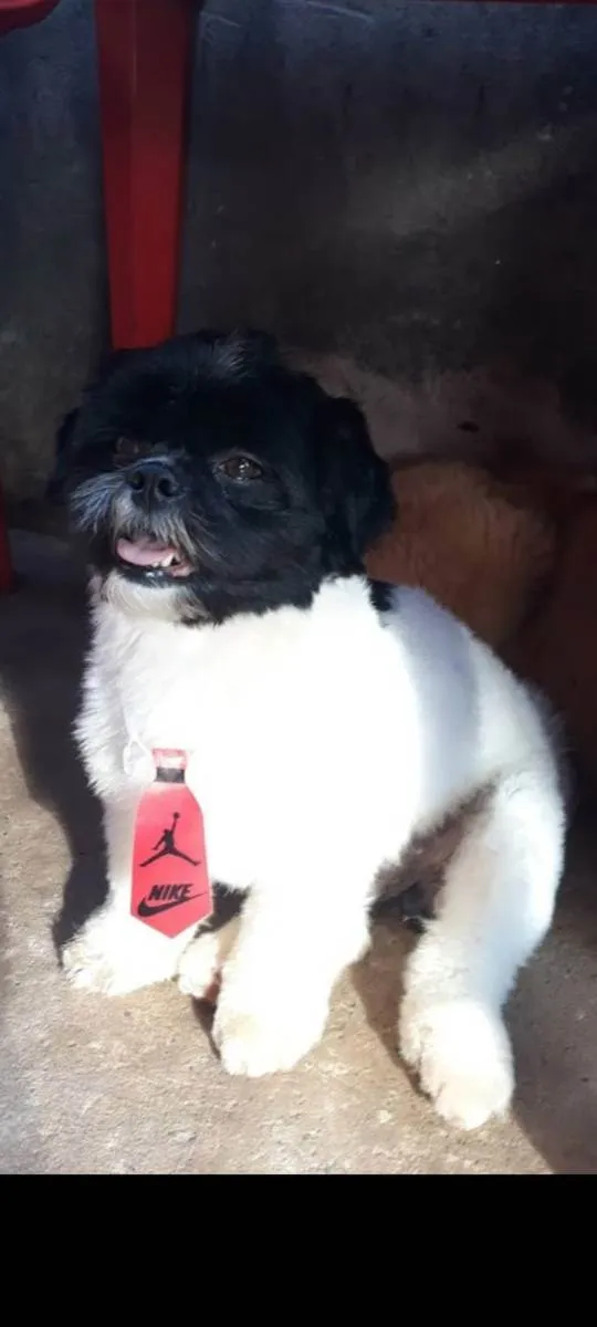 Cachorro ra a Shit tzu idade 5 anos nome Fred