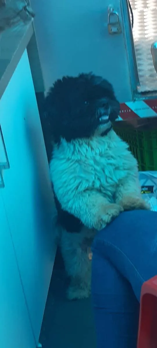 Cachorro ra a Shit tzu idade 5 anos nome Fred