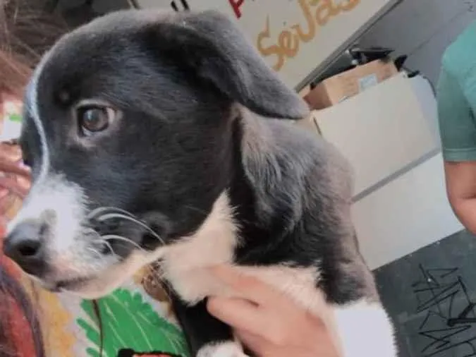 Cachorro ra a Mistura  idade 2 a 6 meses nome Stiorra