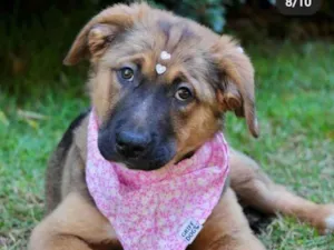 Cachorro raça  idade 2 a 6 meses nome Mali