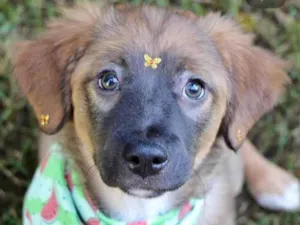 Cachorro raça  idade 2 a 6 meses nome Maeva