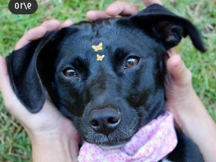 Cachorro raça  idade 1 ano nome Luna