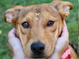 Cachorro raça  idade 1 ano nome Amora 