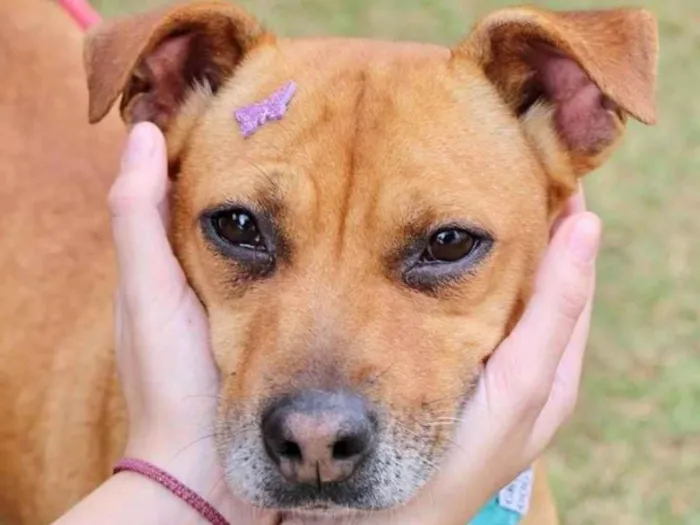 Cachorro raça  idade 3 anos nome Thais 