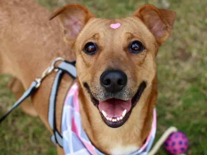 Cachorro raça  idade 2 anos nome Meredith