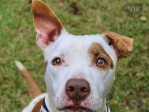 Cachorro raça Pit bul idade 4 anos nome Boris 