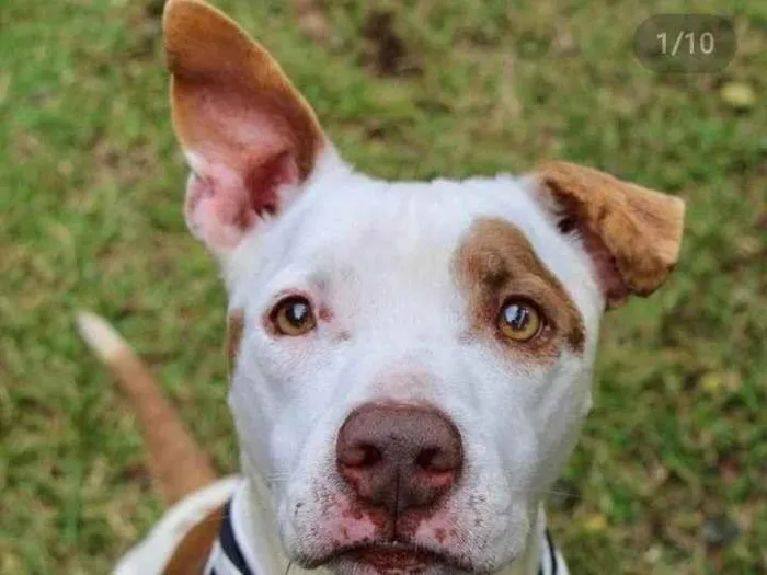 Cachorro raça Pit bul idade 4 anos nome Boris 