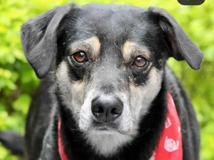 Cachorro raça  idade 4 anos nome Elvis 