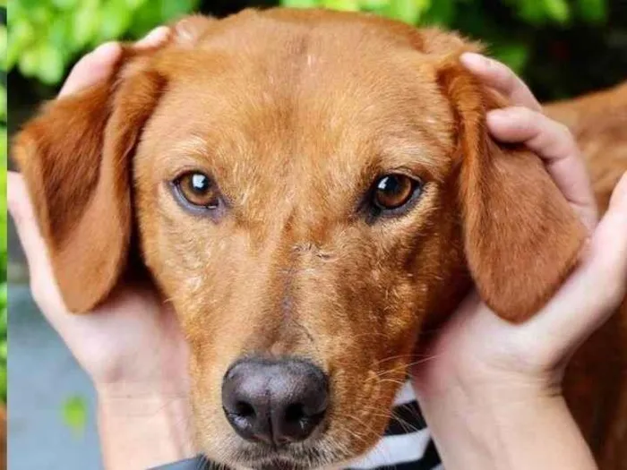 Cachorro raça  idade 3 anos nome Ed