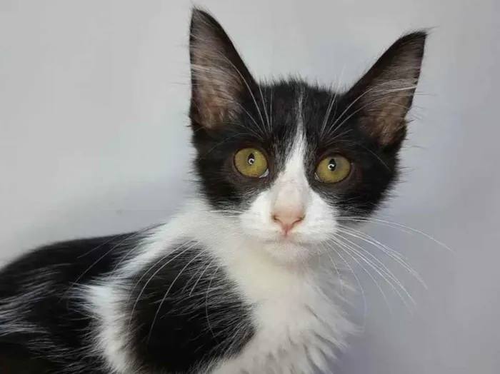 Gato ra a SRD idade 2 a 6 meses nome Zé Leôncio 