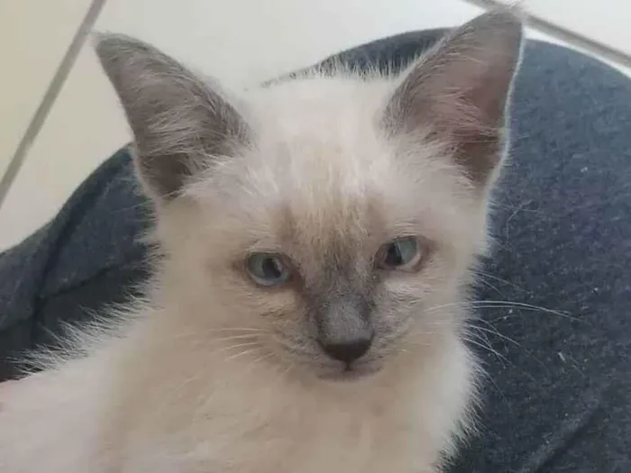 Gato ra a SRD idade 2 a 6 meses nome Juma Marruá 