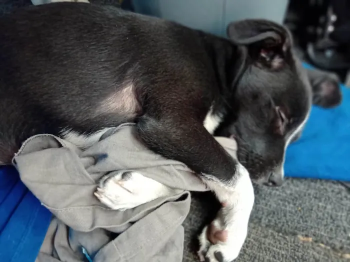Cachorro ra a Mistura  idade 2 a 6 meses nome Stiorra