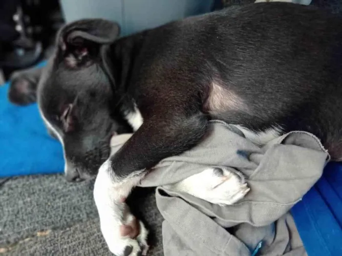 Cachorro ra a Mistura  idade 2 a 6 meses nome Stiorra