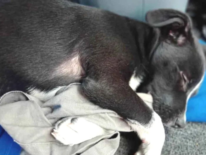 Cachorro ra a Mistura  idade 2 a 6 meses nome Stiorra