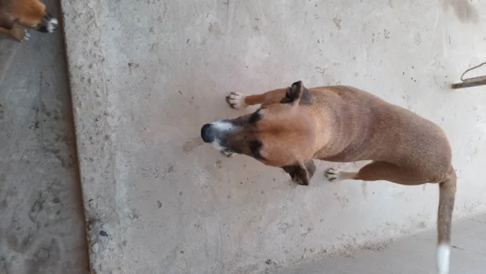 Cachorro ra a Viralatas idade 2 a 6 meses nome Nininha e Diana