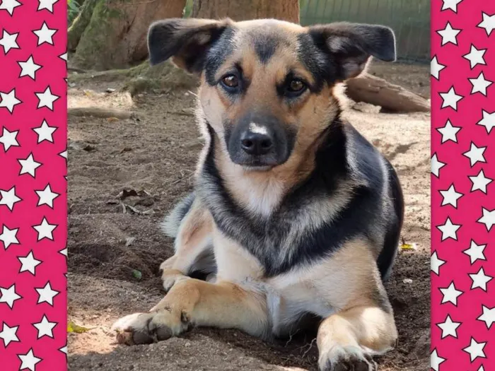 Cachorro ra a SRD idade 2 anos nome ELLA