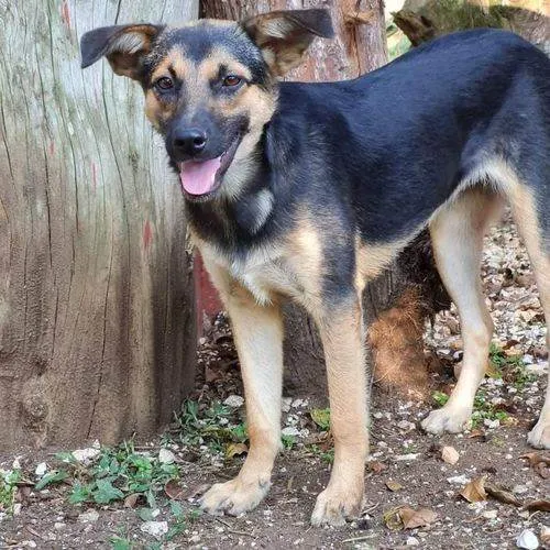 Cachorro ra a SRD idade 2 anos nome ELLA