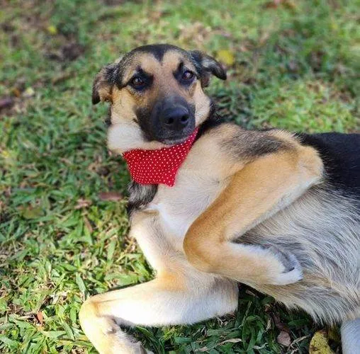 Cachorro ra a SRD idade 2 anos nome ELLA