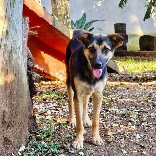 Cachorro ra a SRD idade 2 anos nome ELLA