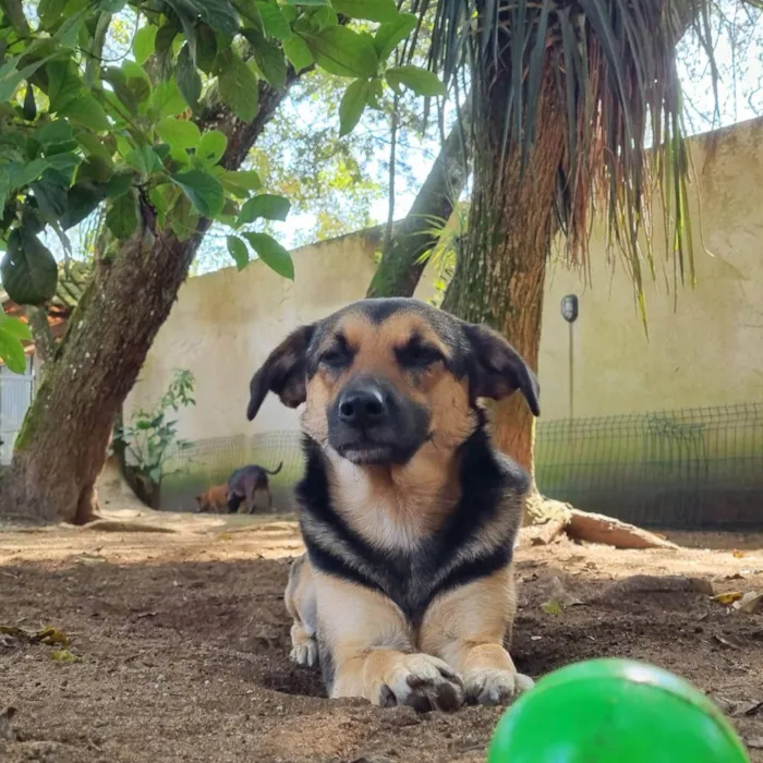 Cachorro ra a SRD idade 2 anos nome ELLA